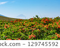初夏杜鵑花盛開時從高原上看到的富士山 129745592