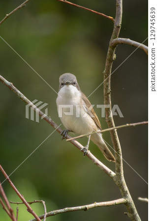Lesser whitethroat, Sylvia curruca. Little songbird. Lesser whitethroat, Sylvia curruca. Little songbird. 129745639