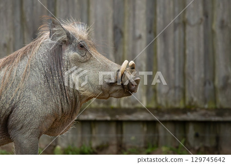 Warthog with big tusks and hairy face Warthog with big tusks and hairy face 129745642