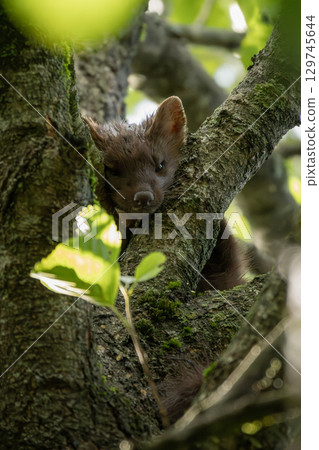 European Pine Marten Martes Martes European Pine Marten Martes Martes 129745644
