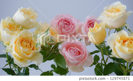 白色背景上的粉紅色和黃色玫瑰 白色背景上的粉紅色和黃色玫瑰 129745871
