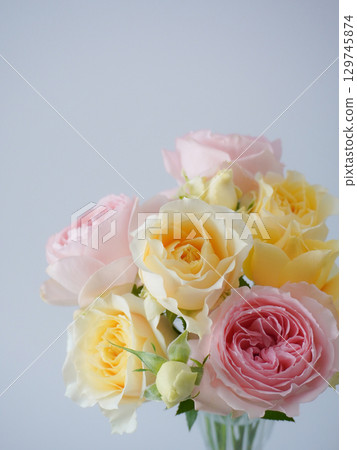 Pink and yellow roses on a white background 129745874