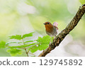 知更鳥棲息在樹枝上 129745892