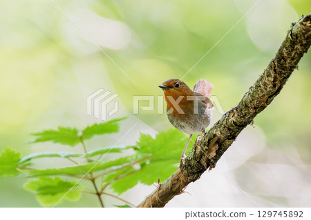 知更鳥棲息在樹枝上 129745892