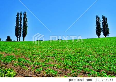 赤羽之丘(北海道美瑛市) 赤羽之丘(北海道美瑛市) 129745933