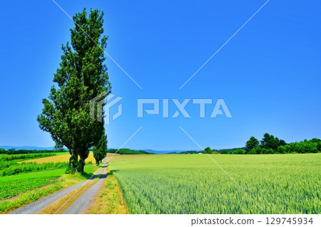 赤羽之丘（北海道美瑛市） 129745934