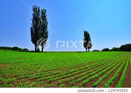 赤羽之丘(北海道美瑛市) 赤羽之丘(北海道美瑛市) 129745935