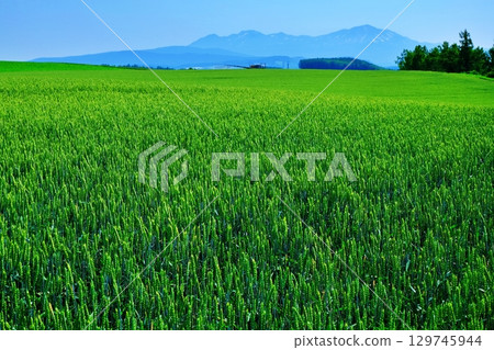 View of the Daisetsuzan mountain range from the wheat fields of Akabane Hill View of the Daisetsuzan mountain range from the wheat fields of Akabane Hill 129745944