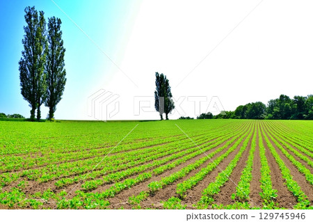 赤羽之丘（北海道美瑛市） 129745946