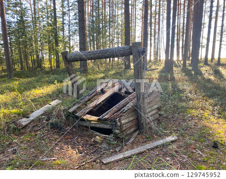 Old wooden well with collapsed roof and rope, surrounded by pine trees in a forest clearing 129745952