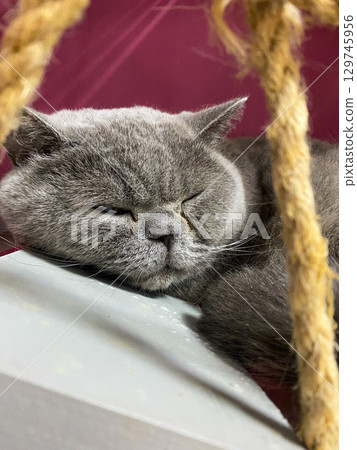 Sleepy gray British Shorthair cat resting peacefully on a shelf indoors. Sleepy gray British Shorthair cat resting peacefully on a shelf indoors. 129745956