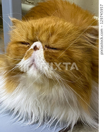 Sleepy Persian cat with long fur sitting indoors on a smooth floor surface. Sleepy Persian cat with long fur sitting indoors on a smooth floor surface. 129745957