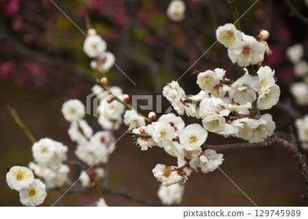 white plum blossom 129745989