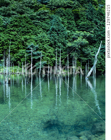 A fantastical landscape of dead trees reflected in a clear lake (Ichinomata, Yamaguchi) A fantastical landscape of dead trees reflected in a clear lake (Ichinomata, Yamaguchi) 129746215