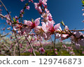 桃花（果園） 129746873