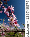 桃花（果園） 129746874