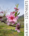 桃花（果園） 129746875