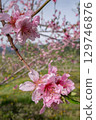 桃花（果園） 129746876
