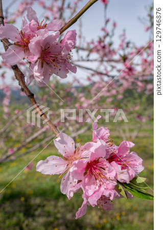 桃花(果園) 桃花(果園) 129746876