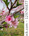 桃花（果園） 129746877