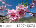 桃花（果園） 129746878