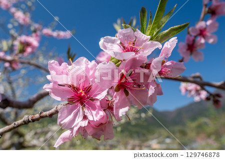 桃花（果園） 129746878
