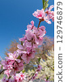桃花（果園） 129746879