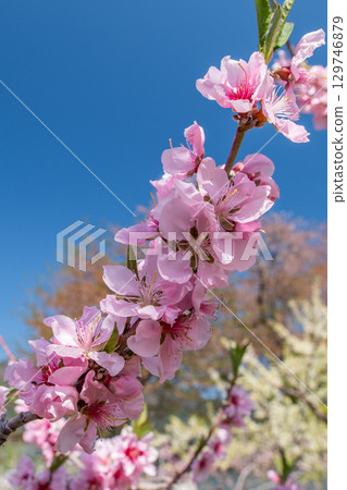 桃花(果園) 桃花(果園) 129746879