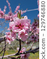 桃花（果園） 129746880