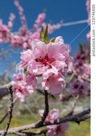 桃花(果園) 桃花(果園) 129746880