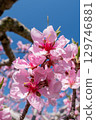 桃花（果園） 129746881