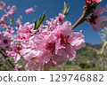 桃花（果園） 129746882