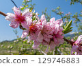 桃花（果園） 129746883