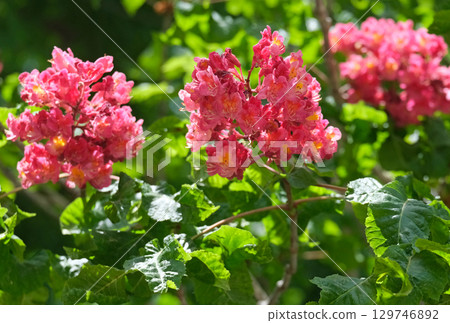 Red Horse Chestnut (lat.- Aesculus x carnea Briotii) Red Horse Chestnut (lat.- Aesculus x carnea Briotii) 129746892