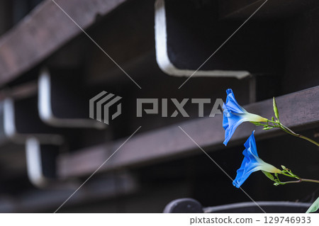 250816 Sanmachi g039 129746933