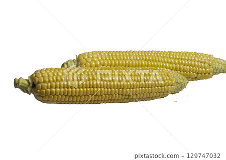 corn on the cob isolated on white background corn on the cob isolated on white background 129747032