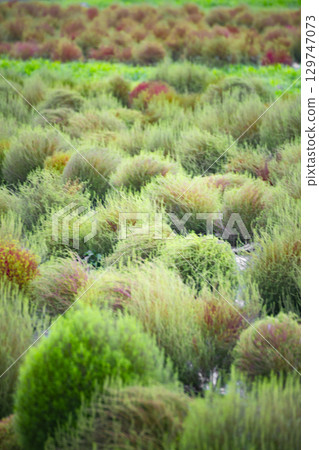 翠綠的草地：自然風景中可愛的植物覆蓋 129747073