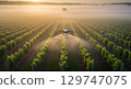 Drone spraying vineyard in misty sunrise with green grapevines and peaceful atmosphere 129747075