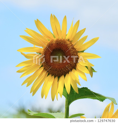 Beautiful sunflowers against the blue sky in summer Beautiful sunflowers against the blue sky in summer 129747630