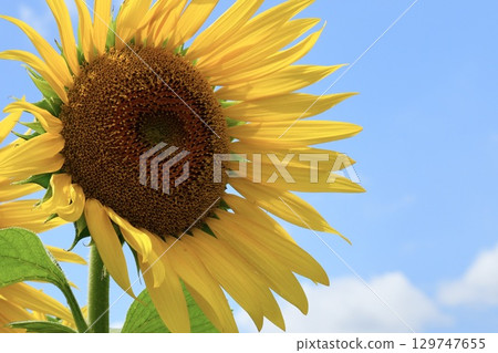 夏日藍天映襯下美麗的向日葵 夏日藍天映襯下美麗的向日葵 129747655