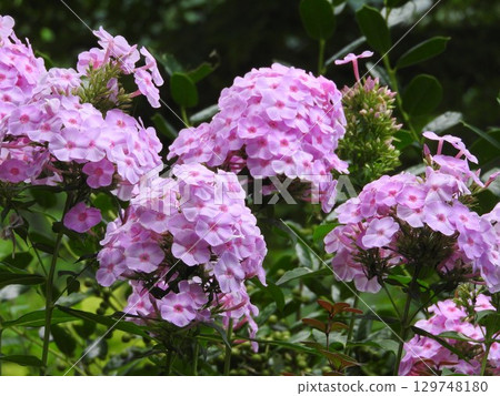 Oiransou (Oiranso) that blooms in summer Oiransou (Oiranso) that blooms in summer 129748180