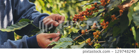 Banner Man Hands harvest Yellow Bourbon coffee bean ripe berries plant fresh seed coffee tree growth in green eco organic farm. Close up man hands harvest yellow bean robusta arabica with copy space 129748240