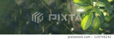 Banner Avocado tree green plant healthy fruit farm. Smart farmer growing eco green farm sustainable quality control. Panorama Avocado fruit Farm planting in eco Farmland. Organic farm with copy space Banner Avocado tree green plant healthy fruit farm. Smart farmer growing eco green farm sustainable quality control. Panorama Avocado fruit Farm planting in eco Farmland. Organic farm with copy space 129748242