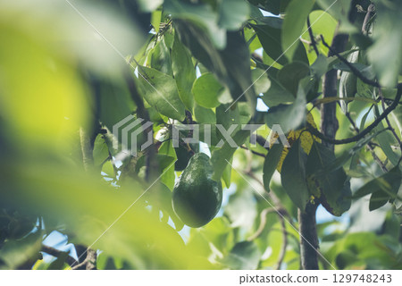 Avocado tree green plant healthy fruit farm. Smart farmer growing plant in eco green farm sustainable quality control. Avocado fruit Farm planting in eco Farmland biotechnology. Fruit organic farm 129748243