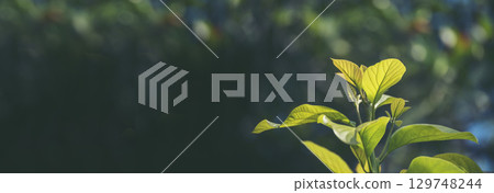 Banner Avocado tree green plant healthy fruit farm. Smart farmer growing eco green farm sustainable quality control. Panorama Avocado fruit Farm planting in eco Farmland. Organic farm with copy space 129748244