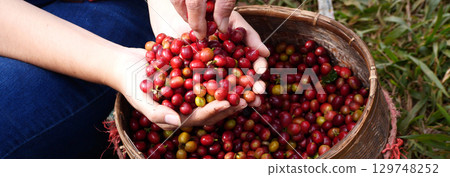 Banner hands harvest red seed in basket robusta arabica plant farm. Coffee plant farm Close up woman Hands harvest raw coffee beans. Ripe Red berry plant fresh seed coffee tree growth with copy space 129748252
