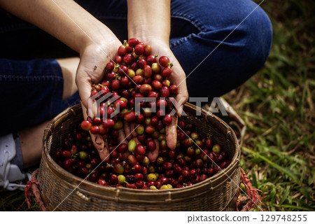 Coffee plant farm woman Hands harvest raw coffee beans. Ripe Red berries plant fresh seed coffee tree growth in green eco farm. Close up hands harvest red seed in basket robusta arabica plant farm. Coffee plant farm woman Hands harvest raw coffee beans. Ripe Red berries plant fresh seed coffee tree growth in green eco farm. Close up hands harvest red seed in basket robusta arabica plant farm. 129748255