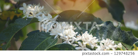 Coffee flower tree green nature white color blossom. White flower on coffee tree Robusta arabica berries on coffee farm garden. Fresh bean berry plantation. Agriculture growth in green organic farm Coffee flower tree green nature white color blossom. White flower on coffee tree Robusta arabica berries on coffee farm garden. Fresh bean berry plantation. Agriculture growth in green organic farm 129748256
