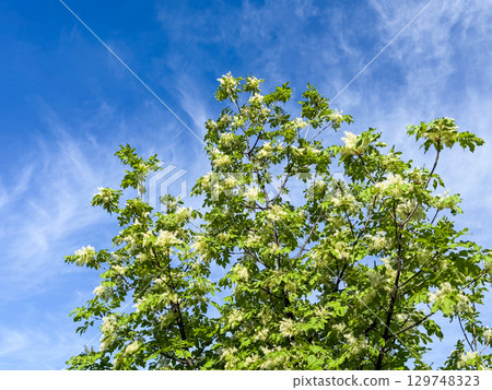 Flowering ash Fraxinus ornus tree in spring sky Flowering ash Fraxinus ornus tree in spring sky 129748323