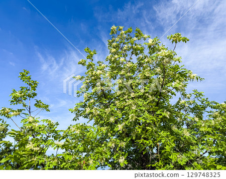 Flowering ash Fraxinus ornus tree in spring sky 129748325
